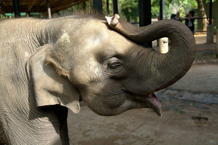 अब हाथी भी सीखेंगे हिंदी भाषा , झारखंड में होगी इन हाथियों की ट्रेनिंग