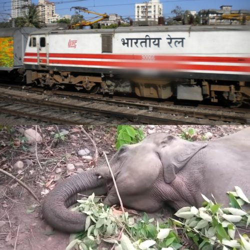 ट्रेन की टक्कर से हथिनी की मौत, रेलवे और ट्रेन ड्राइवर के खिलाफ दर्ज होगा हथिनी की हत्या का मुकदमा